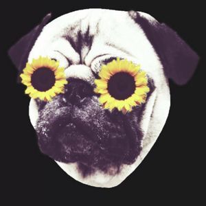 Meet your Posher, Gracie